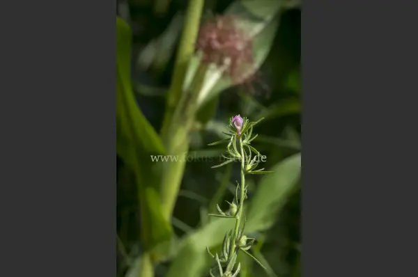Fokus-Natur Bild