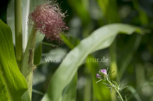 Fokus-Natur Bild