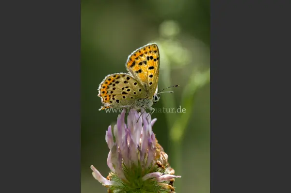 Fokus-Natur Bild