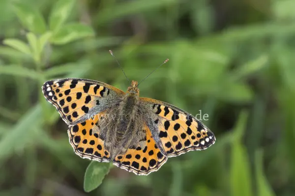 Fokus-Natur Bild