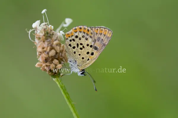 Fokus-Natur Bild
