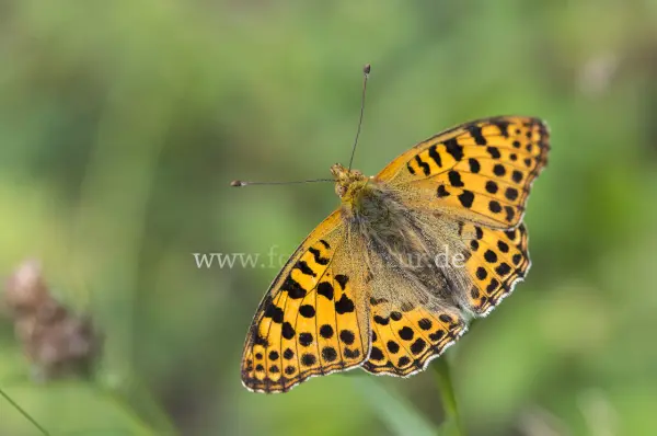 Fokus-Natur Bild