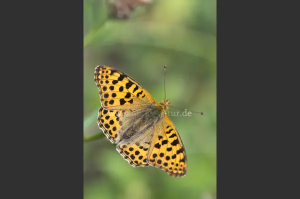 Fokus-Natur Bild