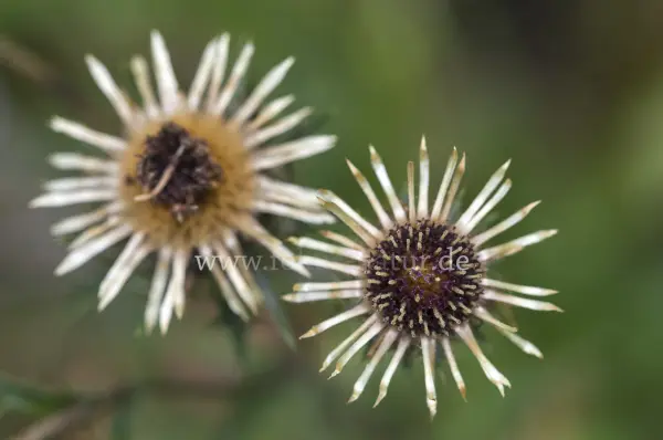 Fokus-Natur Bild