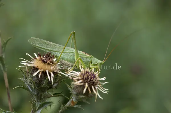 Fokus-Natur Bild