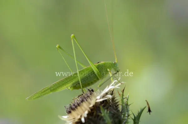 Fokus-Natur Bild