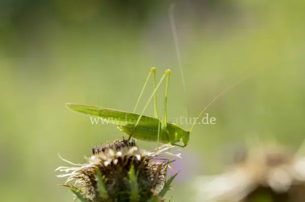 Fokus-Natur Bild