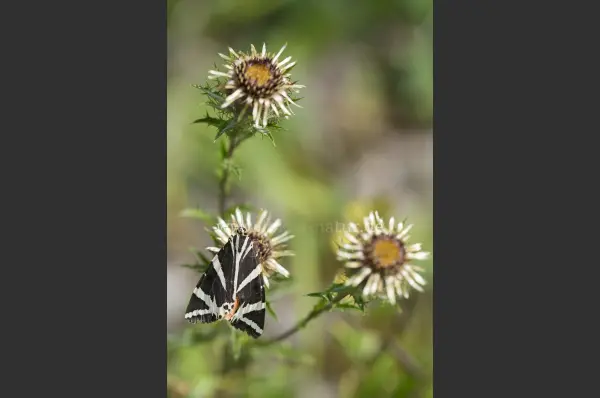 Fokus-Natur Bild