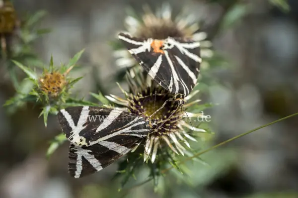 Fokus-Natur Bild