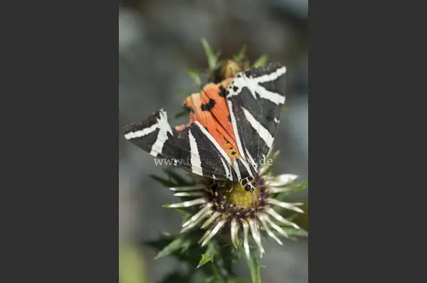 Fokus-Natur Bild