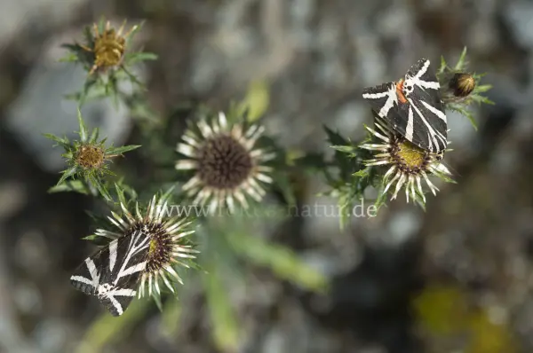 Fokus-Natur Bild