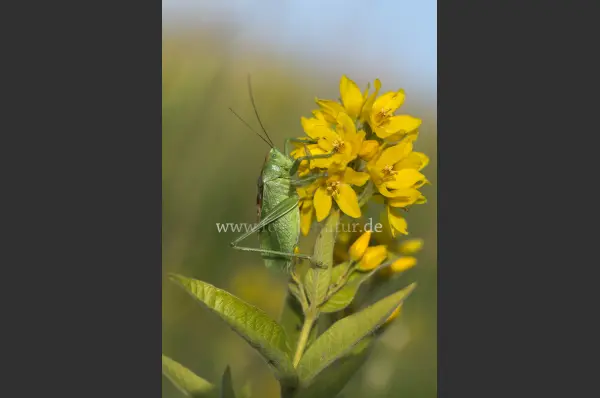 Fokus-Natur Bild