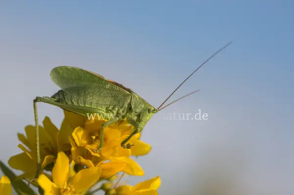 Fokus-Natur Bild