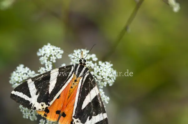Fokus-Natur Bild