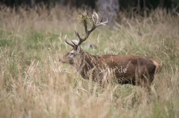 Fokus-Natur Bild