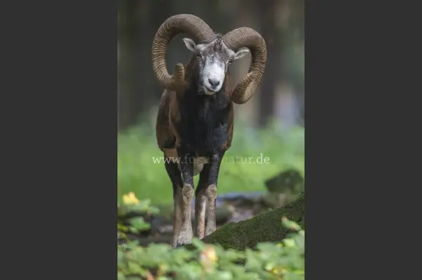 Fokus-Natur Bild