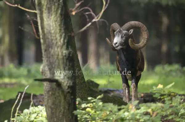 Fokus-Natur Bild