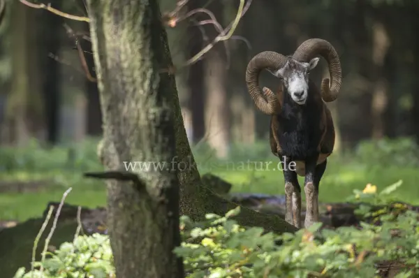 Fokus-Natur Bild