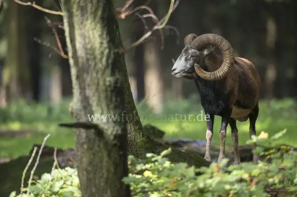 Fokus-Natur Bild