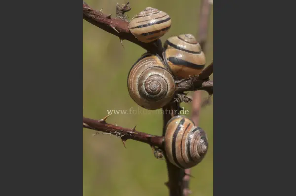 Fokus-Natur Bild