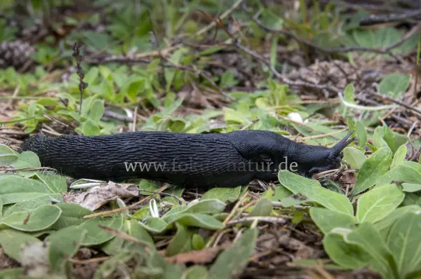 Fokus-Natur Bild