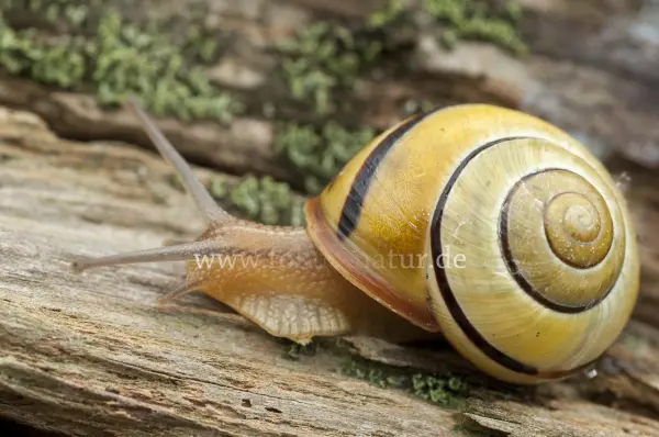Fokus-Natur Bild