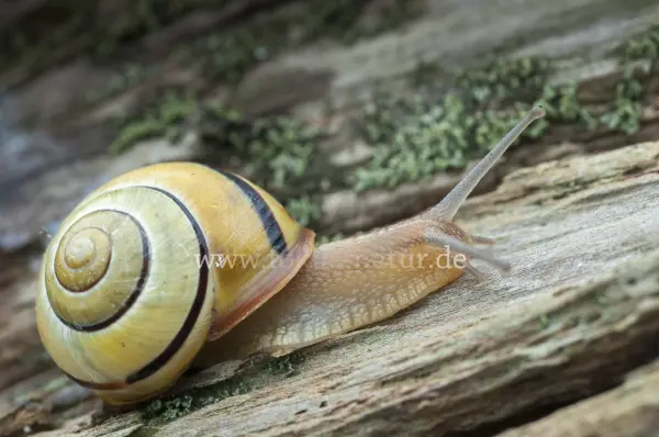 Fokus-Natur Bild