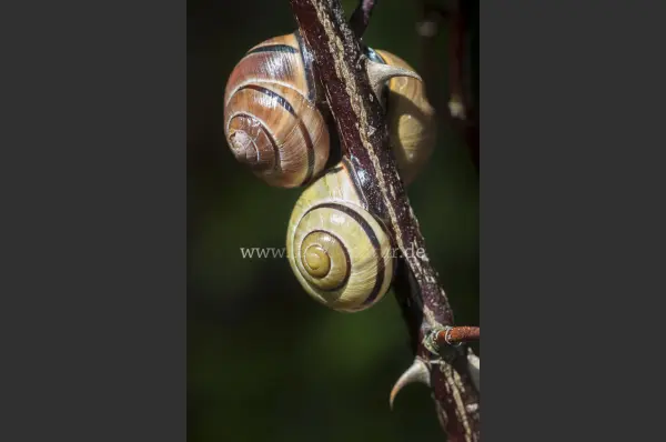 Fokus-Natur Bild