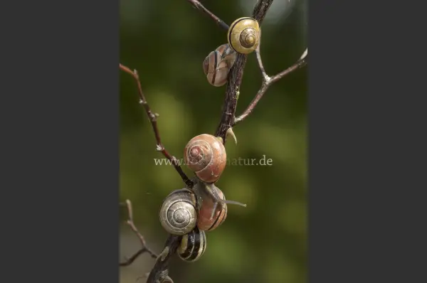 Fokus-Natur Bild
