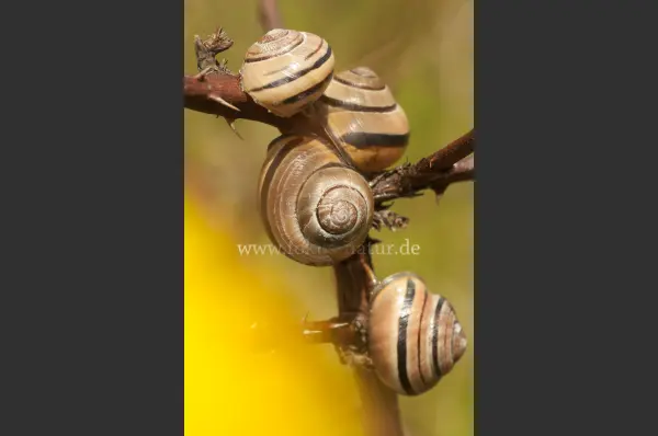 Fokus-Natur Bild