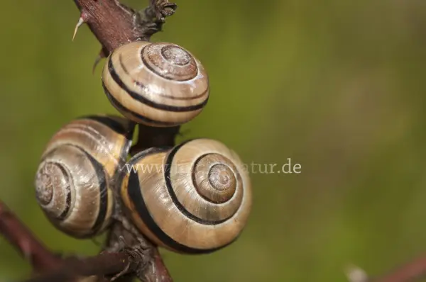 Fokus-Natur Bild