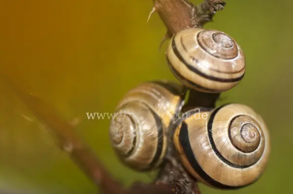 Fokus-Natur Bild