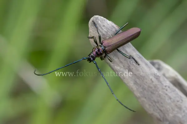 Fokus-Natur Bild
