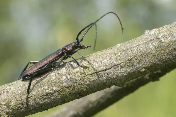 Fokus-Natur Bild