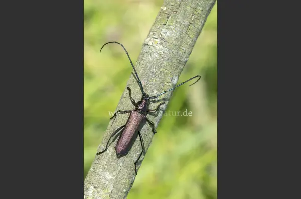 Fokus-Natur Bild