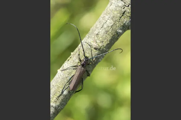 Fokus-Natur Bild
