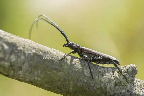 Fokus-Natur Bild