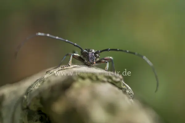Fokus-Natur Bild
