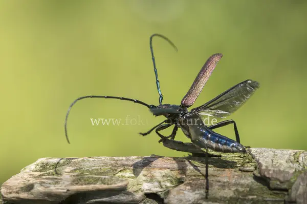 Fokus-Natur Bild