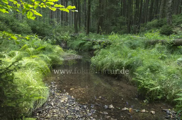 Fokus-Natur Bild