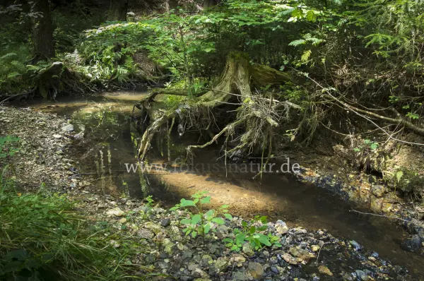 Fokus-Natur Bild