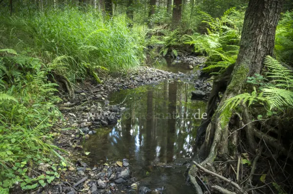 Fokus-Natur Bild