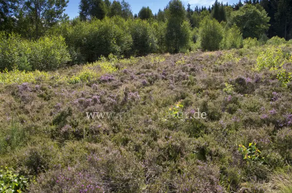 Fokus-Natur Bild