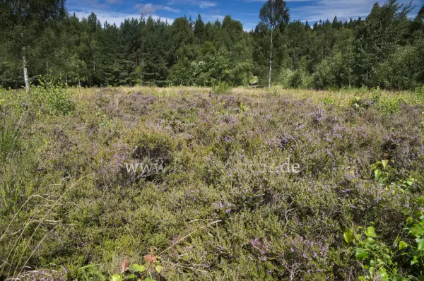 Fokus-Natur Bild