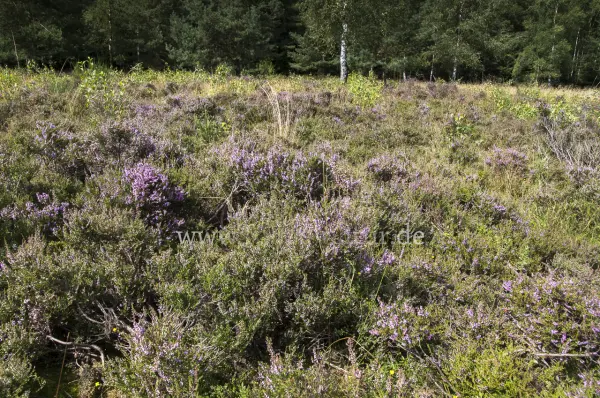 Fokus-Natur Bild