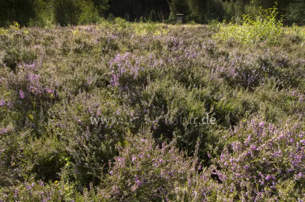 Fokus-Natur Bild