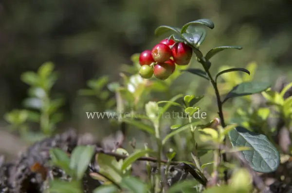 Fokus-Natur Bild