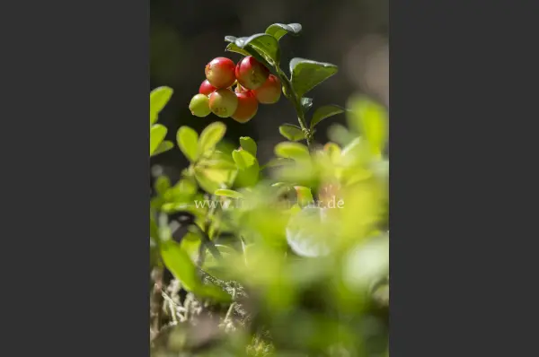 Fokus-Natur Bild