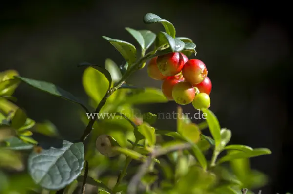 Fokus-Natur Bild