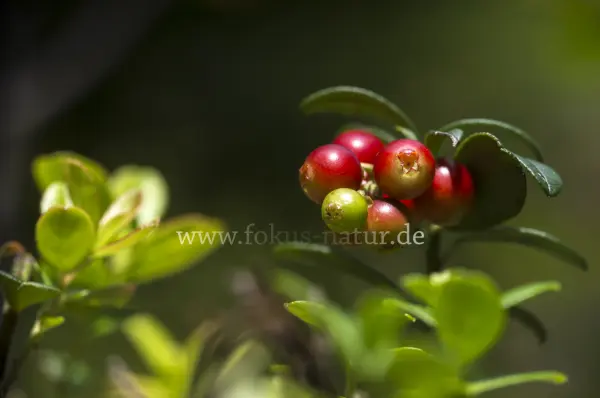 Fokus-Natur Bild